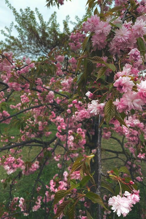 Foto profissional grátis de árvore com flores, cereja, cor-de-rosa