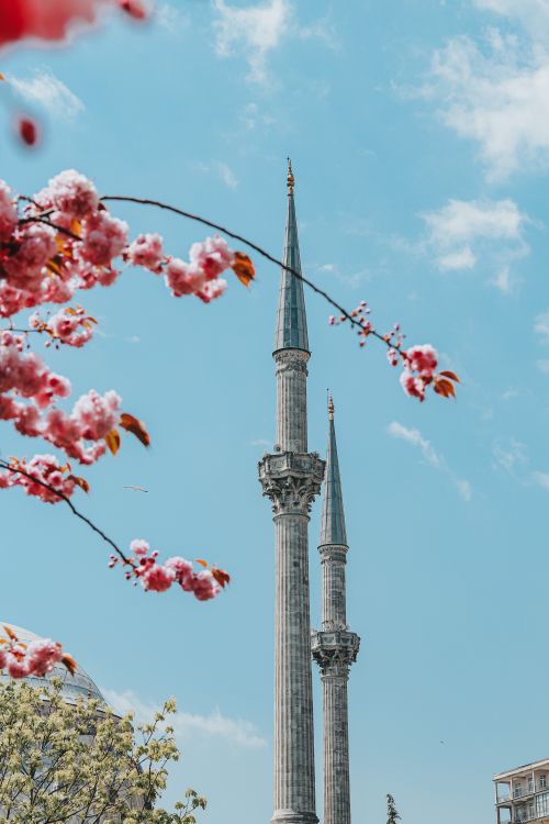 Free Tall Ottoman mosque minarets with blooming cherry blossoms against a clear blue sky. Stock Photo
