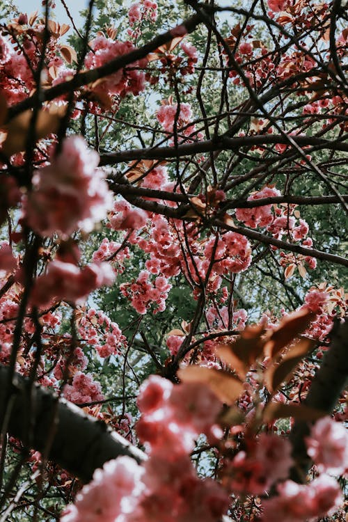 Close-up of Cherry Blossom Branches 
