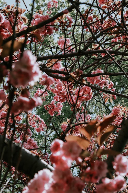 Foto stok gratis alam, berkembang, bunga sakura