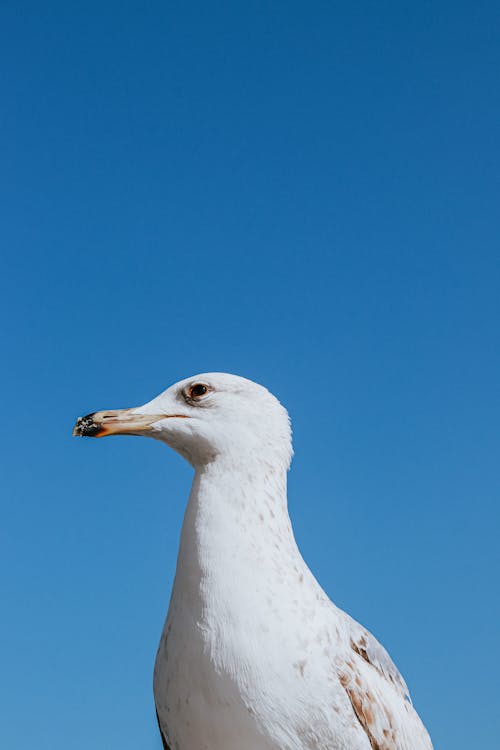 Close-up of a Seagull on the Background of Blue Sky