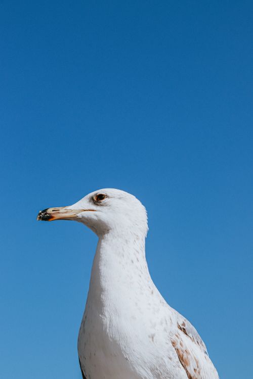 Free A seagull with clear details stands against a bright blue sky. Stock Photo