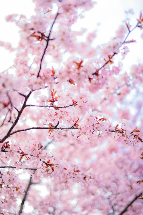 Free An enchanting display of cherry blossoms during spring, offering a close-up view of nature's beauty. Stock Photo