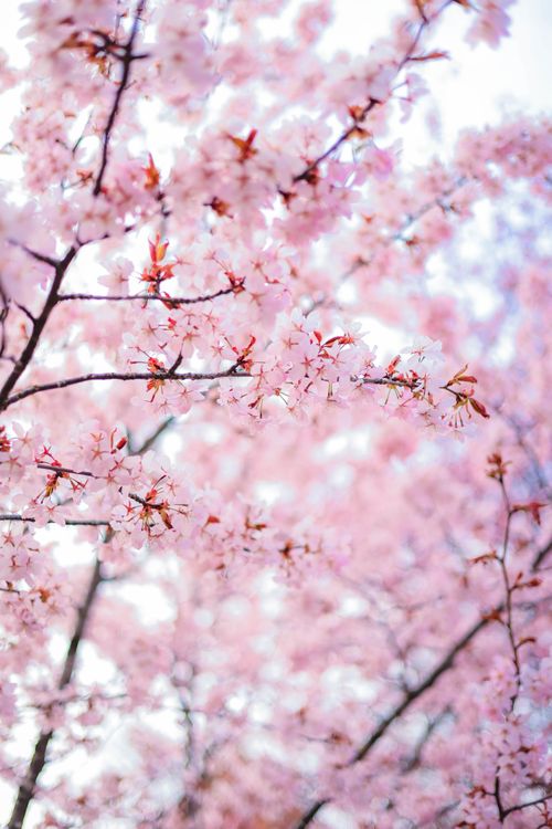 Free Stunning close-up of pink cherry blossoms on branches, capturing the essence of spring. Stock Photo
