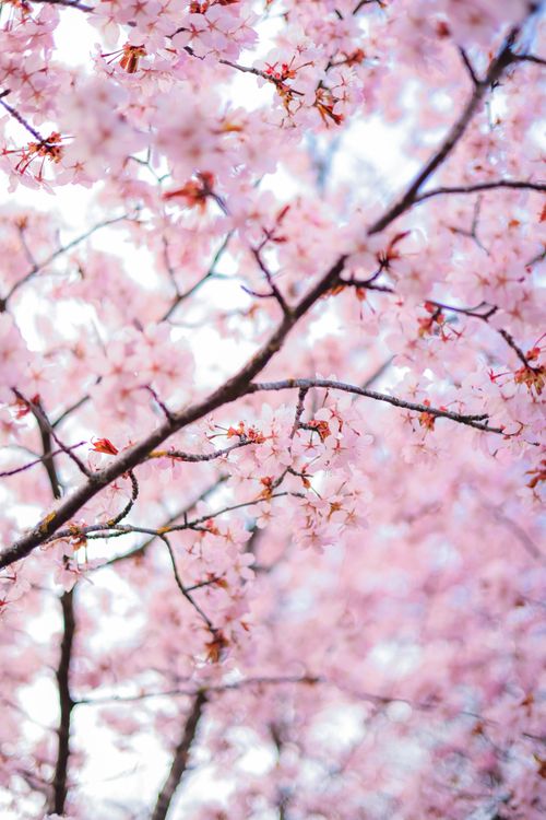 Free Stunning close-up of cherry blossoms in full bloom, showcasing spring's vibrant colors. Stock Photo