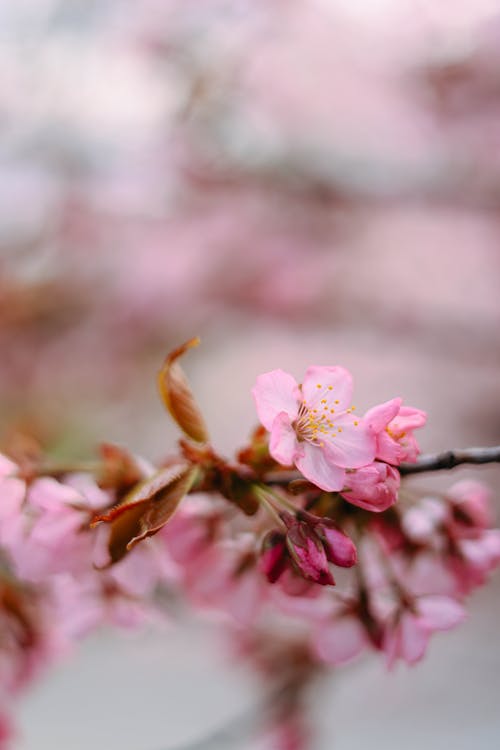 Close-up of a Cherry Blossom Branch 