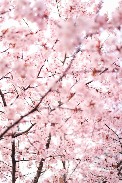 Gratis Foto stok gratis berwarna merah muda, bunga sakura, bunga-bunga Foto Stok