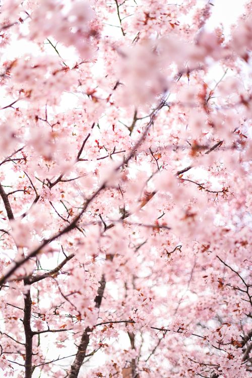 Free Delicate cherry blossoms in full bloom capturing the essence of spring's beauty and renewal. Stock Photo
