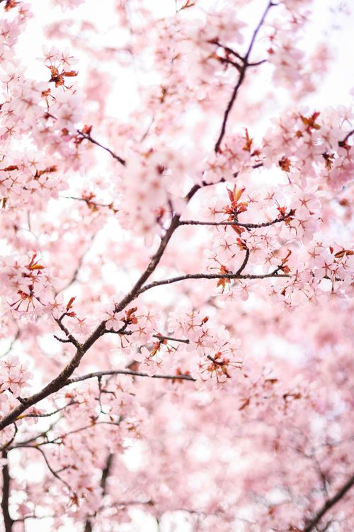 Free Captivating cherry blossom branches full of pink flowers highlighting spring beauty. Stock Photo
