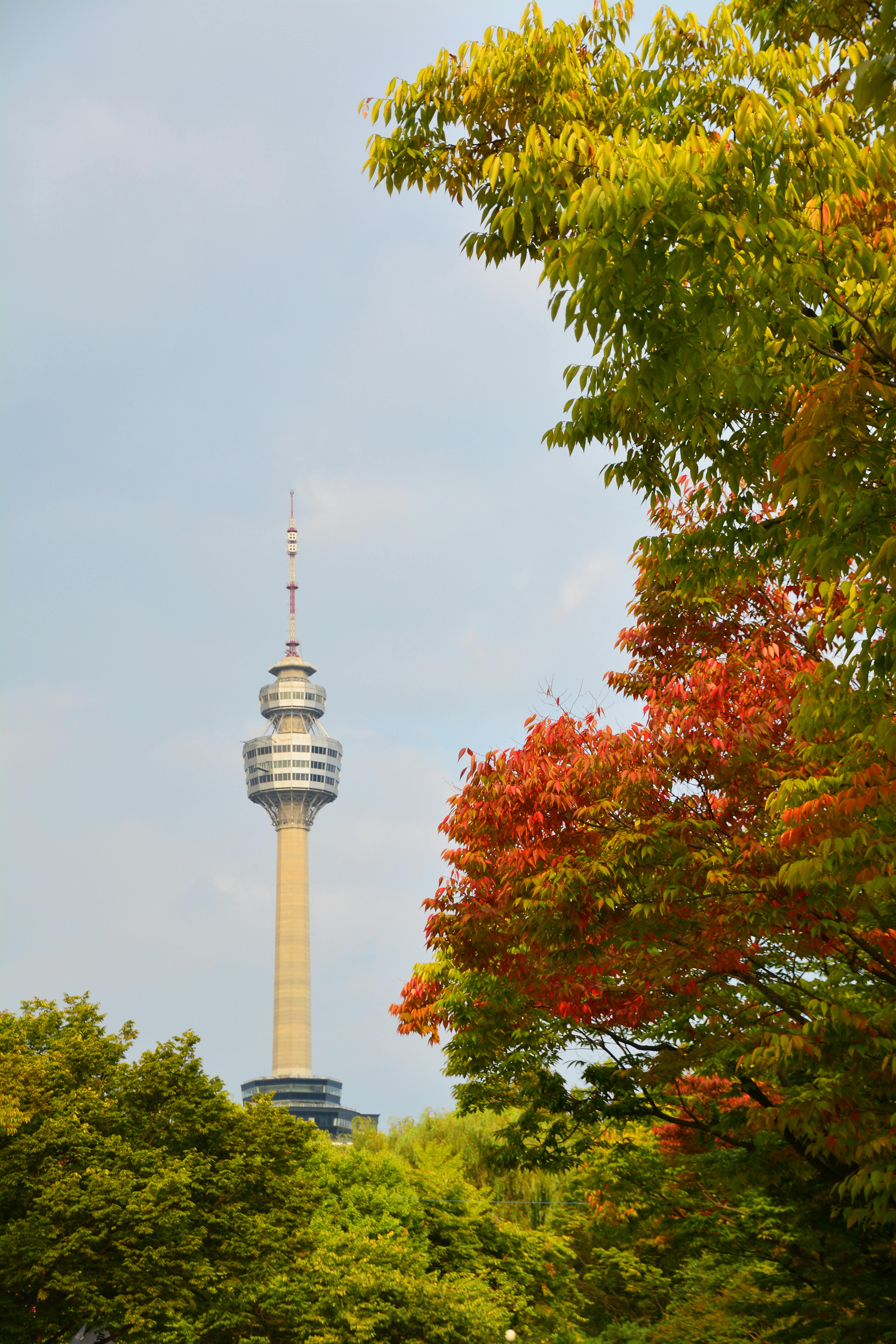 n seoul tower behind trees