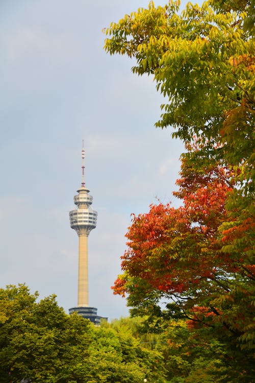 N Seoul Tower behind Trees