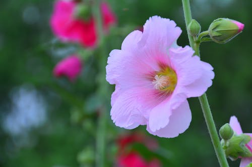 Close-up of a Pink Hollyhock