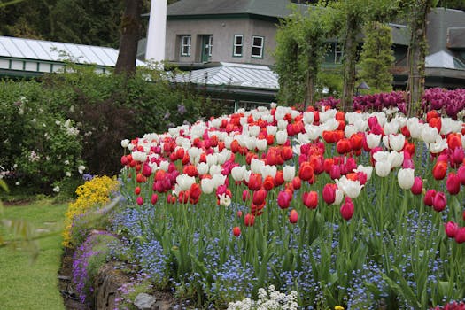 Vibrant tulip garden in full bloom during springtime at Butchart Gardens, Victoria, BC.