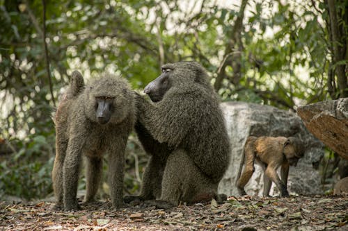 Olive Baboons Grooming