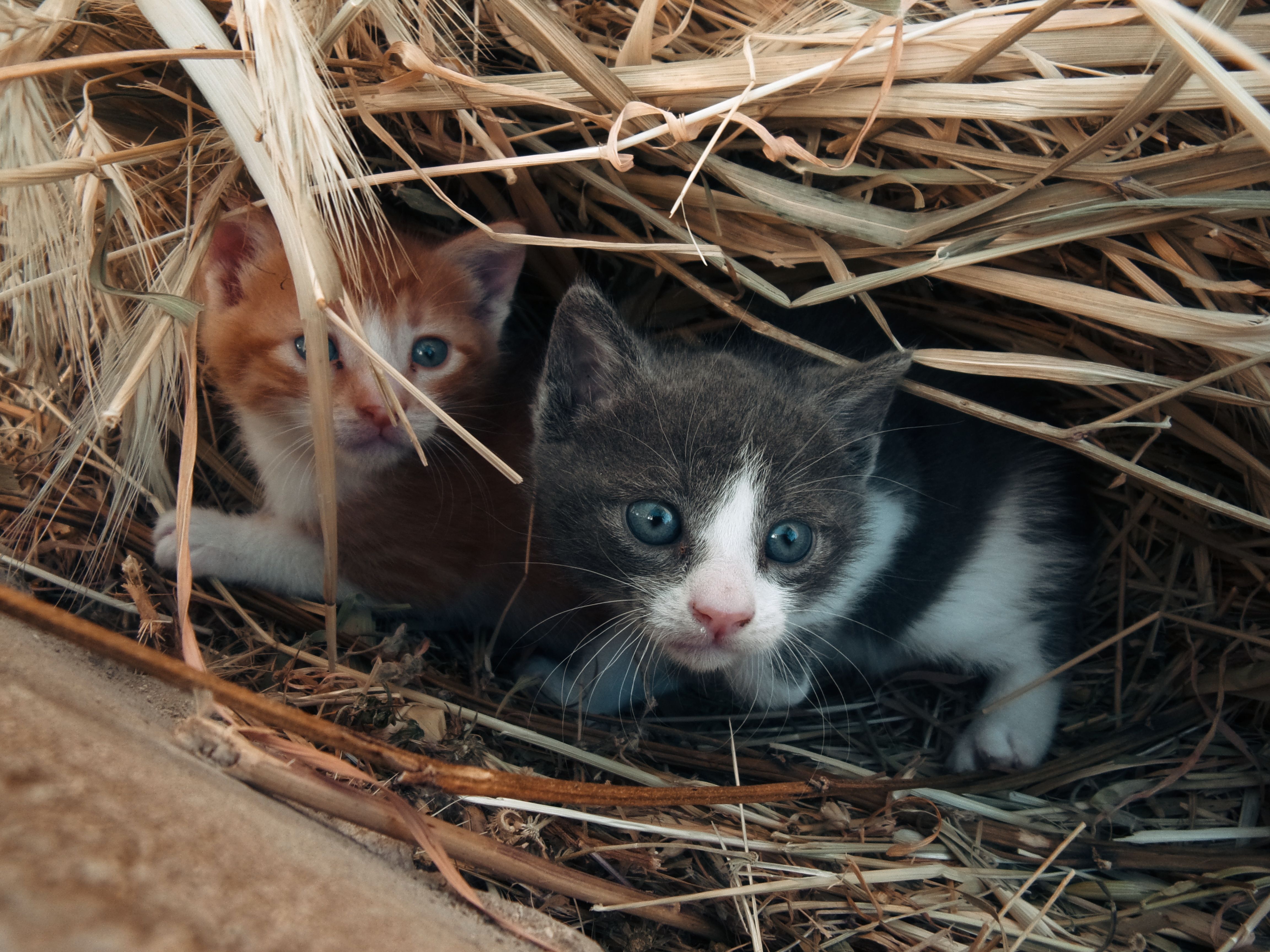 Signes de stress chez les chats 