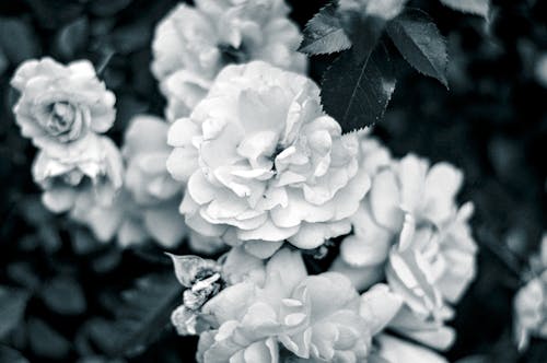 自然之美, 花卉背景, 黑與白 的 免费素材图片