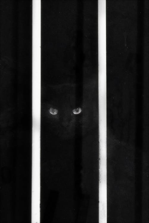 Black Cat behind Bars