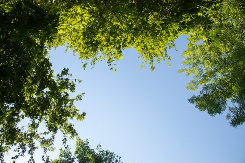 Free View of green tree canopy from below with clear blue sky, capturing nature's tranquility. Stock Photo