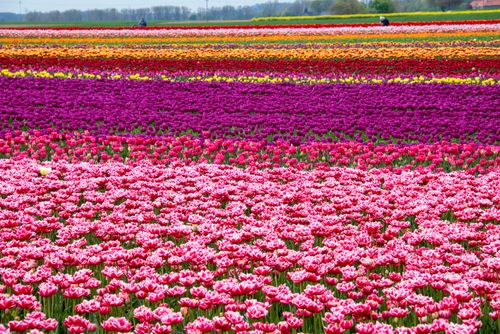 Free Colorful tulip fields in full bloom create a stunning natural scenery during spring. Stock Photo