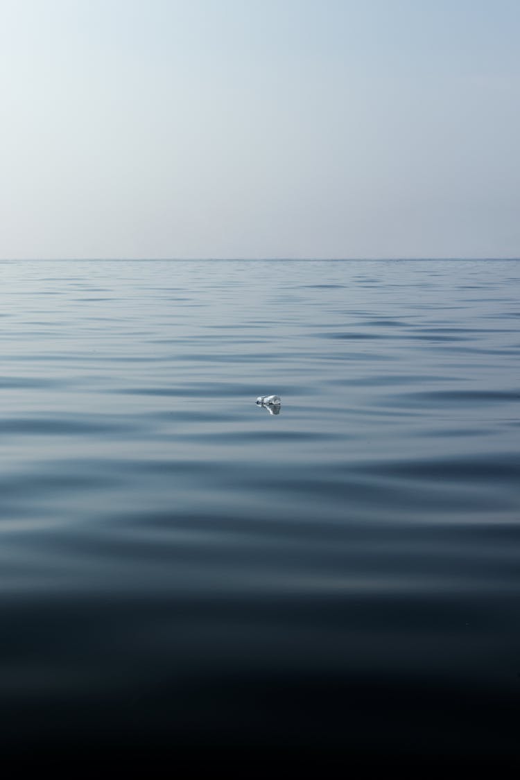 Bird On Water