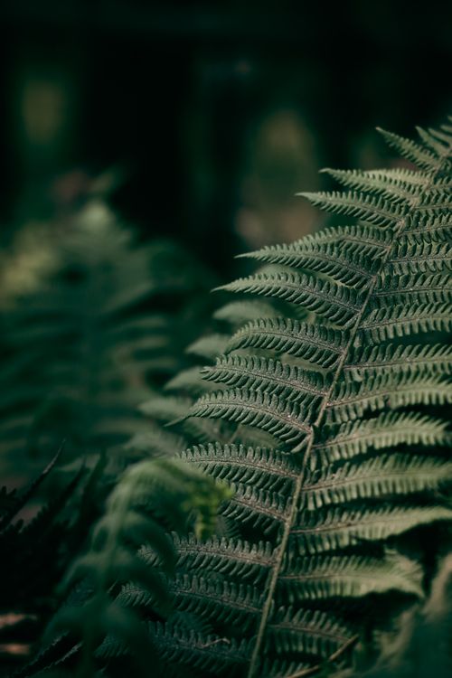 Free A detailed close-up of lush green fern leaves in their natural environment. Stock Photo