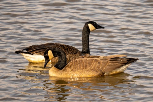 Canada Geese in River