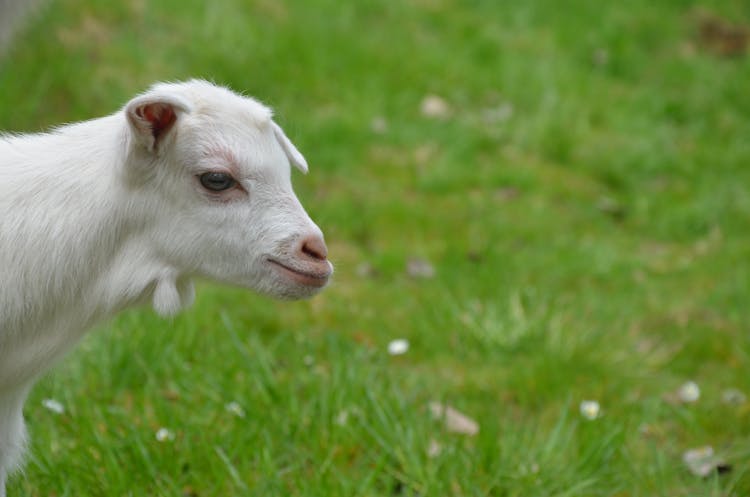 Close Up Of Goat Kid