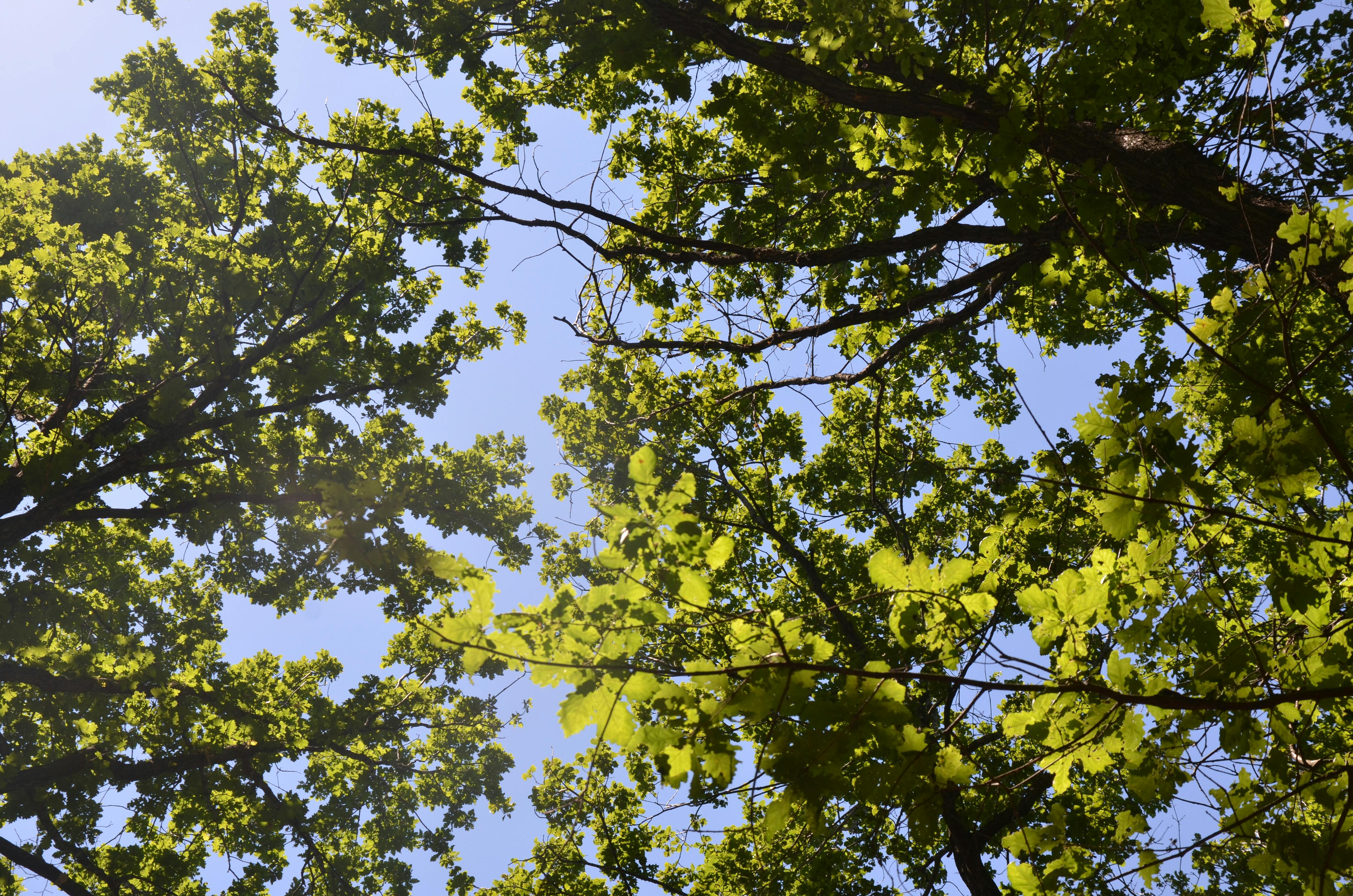 Healthy, thriving tree canopy against a blue sky - arborist Woburn MA