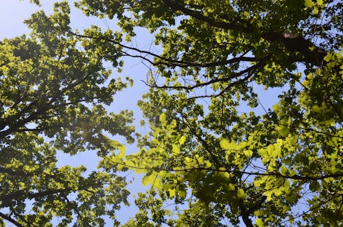 Branches with Lush Foliage