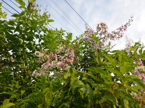 Foto stok gratis bunga-bunga, bunga-bunga indah, langit