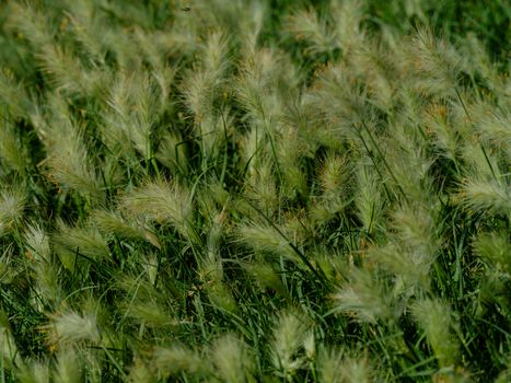 Close up of Thin Plants