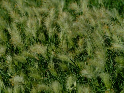 Free A detailed close-up of lush green grass blowing gently in the summer breeze. Stock Photo