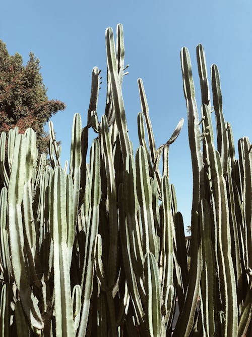 Płytkie Zdjęcie Kaktusów