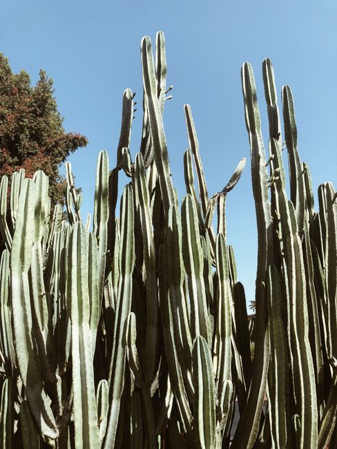 A cluster of tall, green cactus plants reaching up against a clear blue sky.