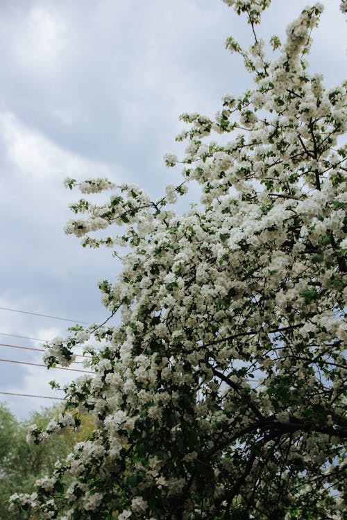 Základová fotografie zdarma na téma detail, jaro, krása v přírodě