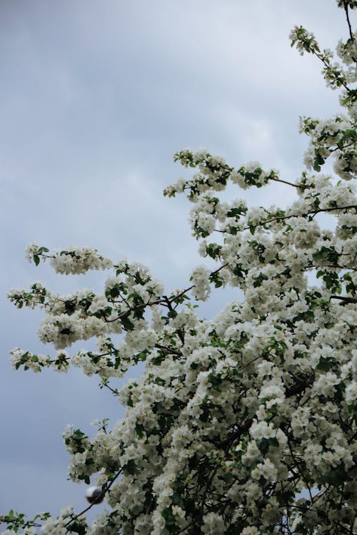 Základová fotografie zdarma na téma detail, jaro, krása v přírodě