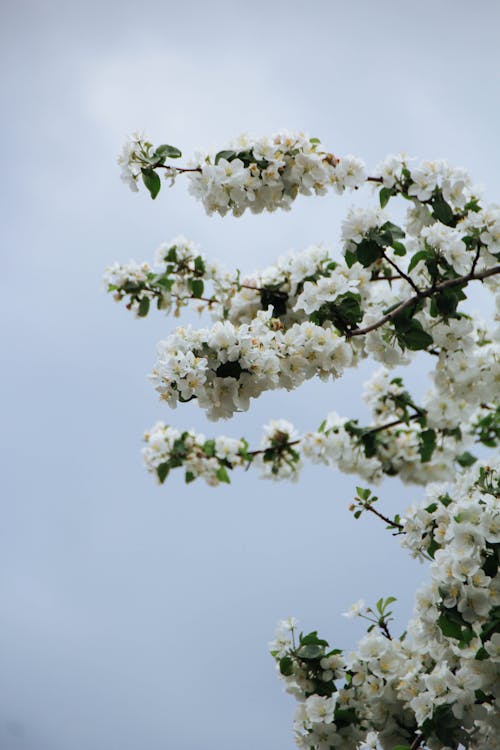 Foto stok gratis benang sari, bunga-bunga, cabang