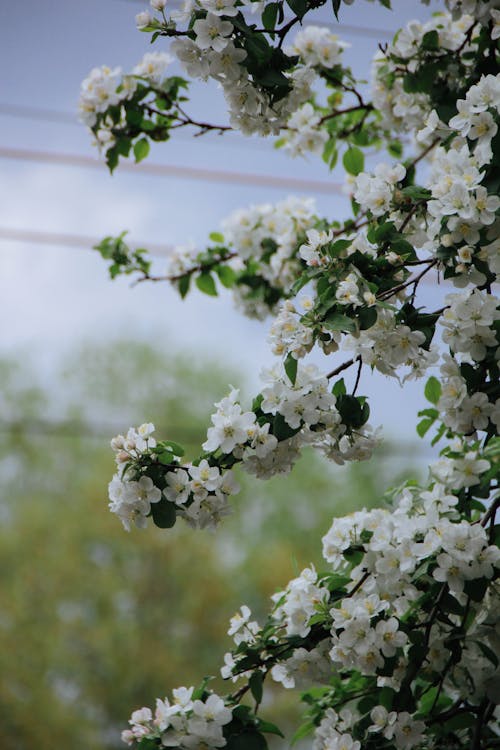 Apple Tree Branches with White Blooming Flower Blossoms