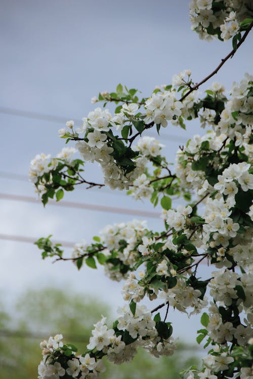 Foto stok gratis benang sari, bunga-bunga, cabang