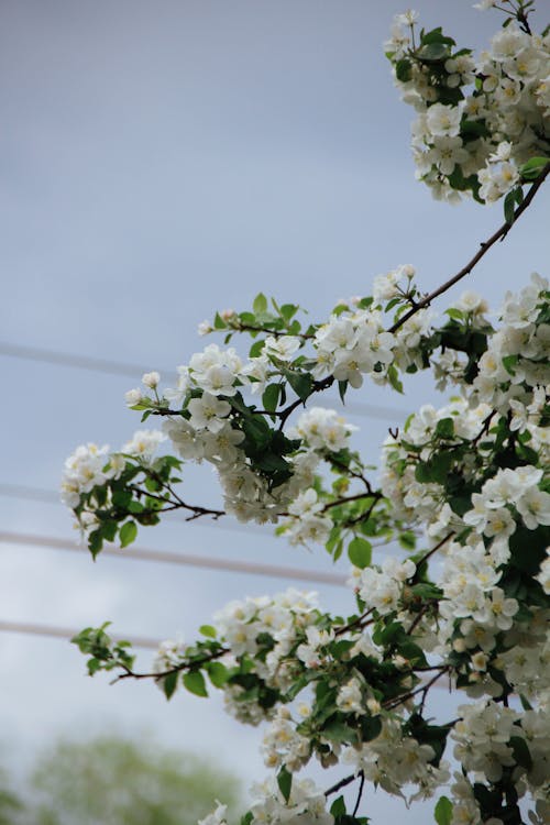 Blooming Apple Tree with White Flowers