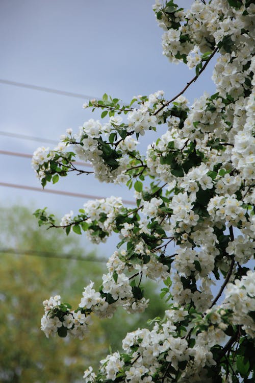 꽃, 꽃이 만개한, 나무의 무료 스톡 사진
