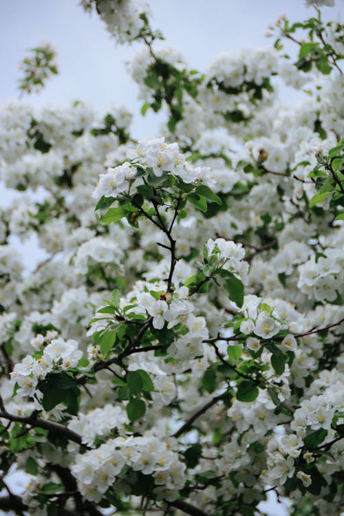 Free White Blooming Flowers of Apple Tree Stock Photo