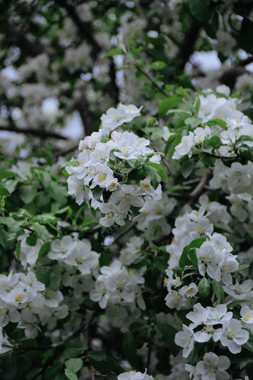 Branches of White Blooming Apple Tree Flowers