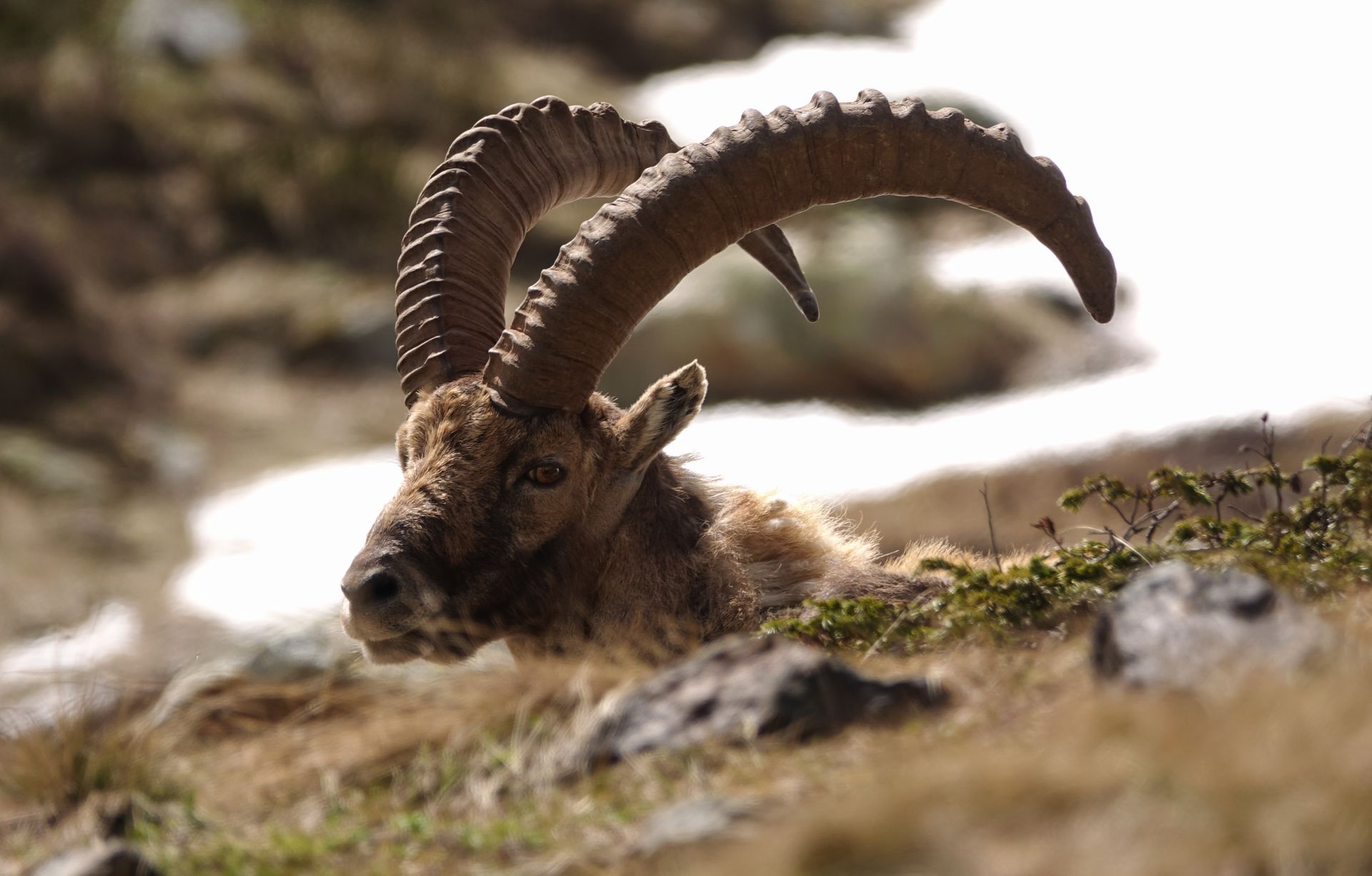 Bouquetin des Alpes aux grandes cornes au repos parmi les rochers