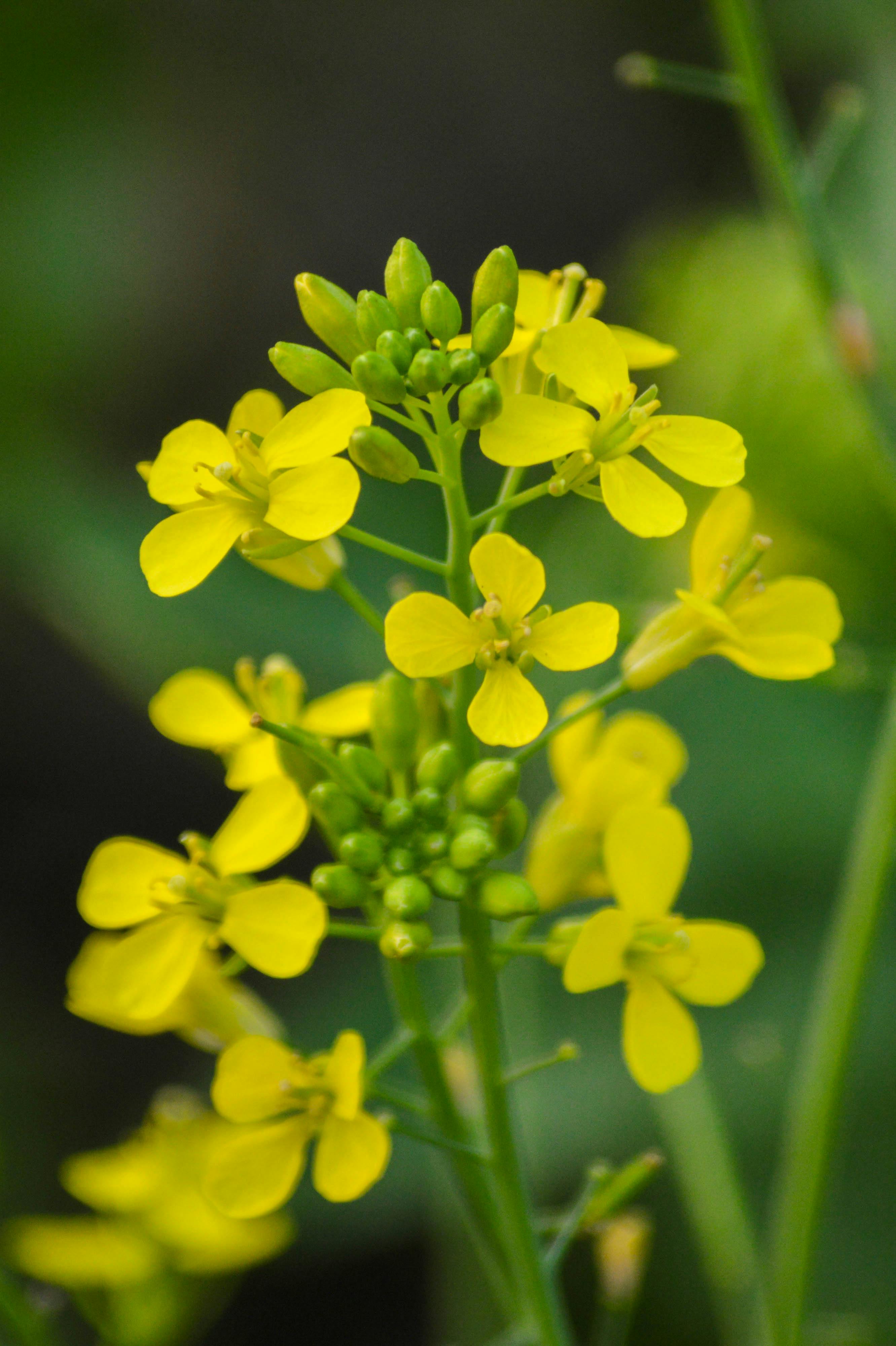 Free stock photo of Mustard oil flower