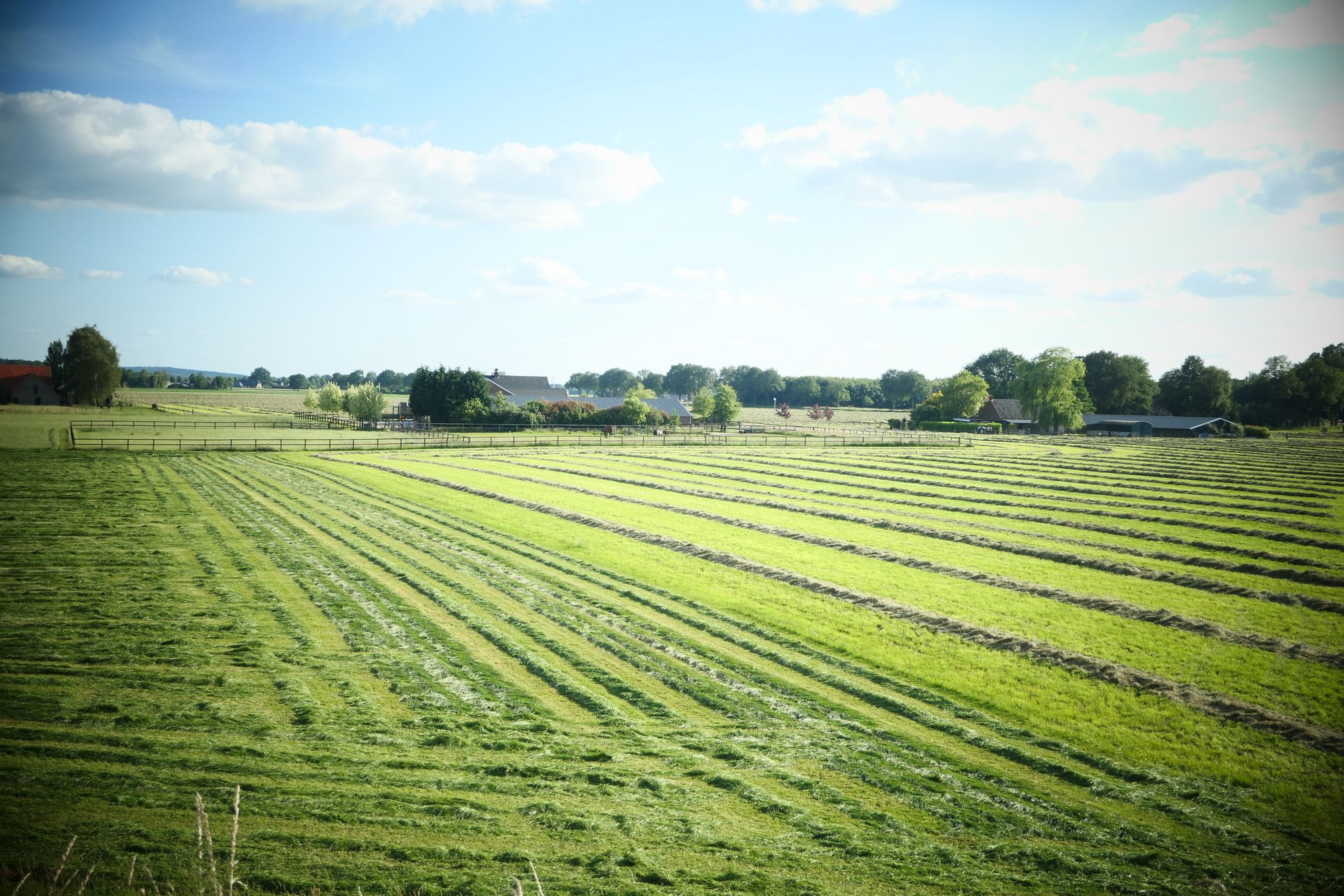 Gemeente Altena erkent fout na onterecht maaien bloemenweide