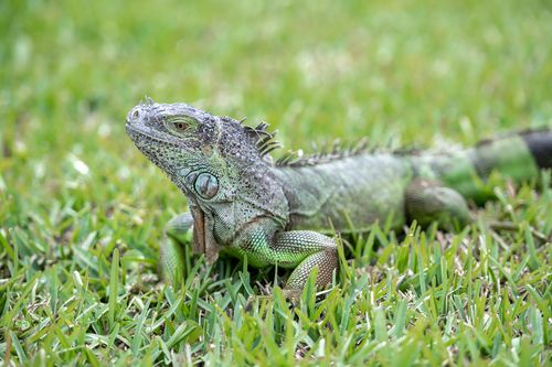 Free Close-up of a green iguana relaxing on grassy terrain in Fort Lauderdale, showcasing nature's beauty. Stock Photo