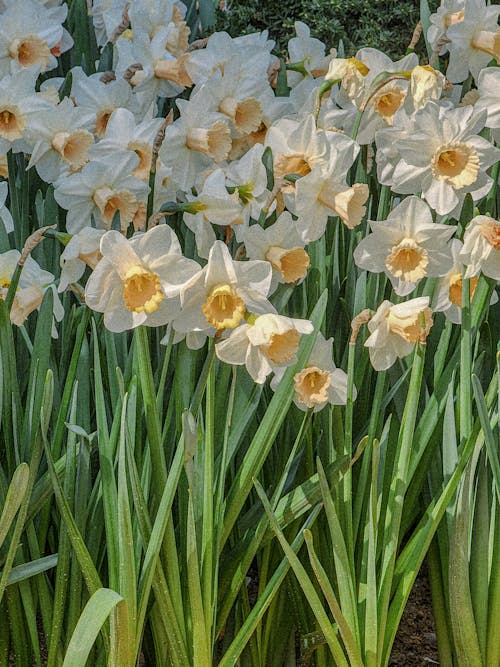 Gratis arkivbilde med blomster, frisk, hvit