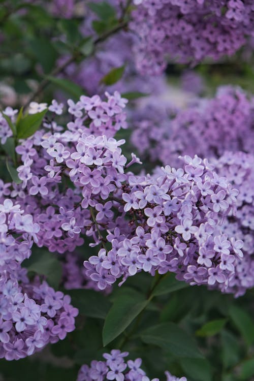 Foto profissional grátis de fechar-se, flores, fresco