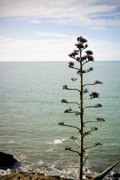 Agave on Sea Cliff